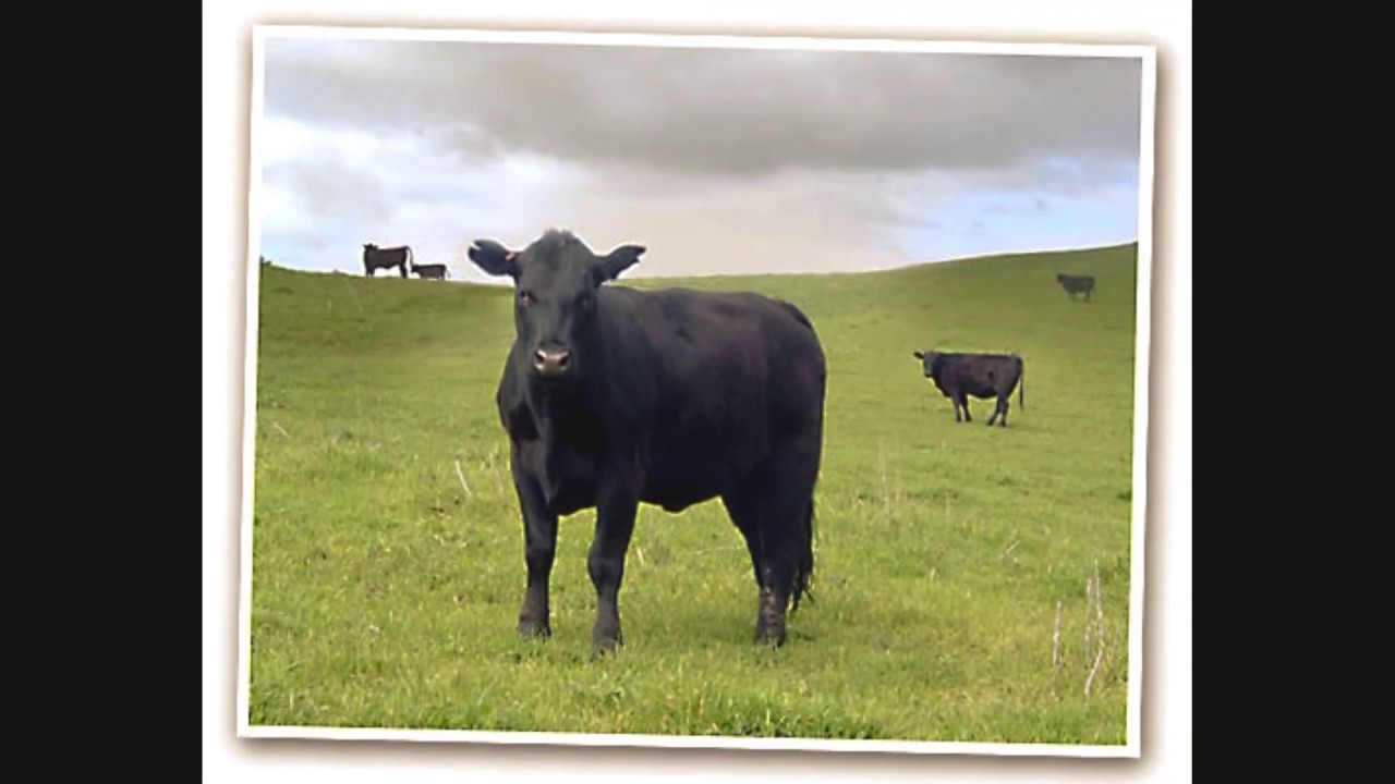 LOCAL VEGAS BUTCHER - BLACK DIAMOND CO. #GETYOURGRILLON - (307) 333-3779 #BLACKANGUSBEEF