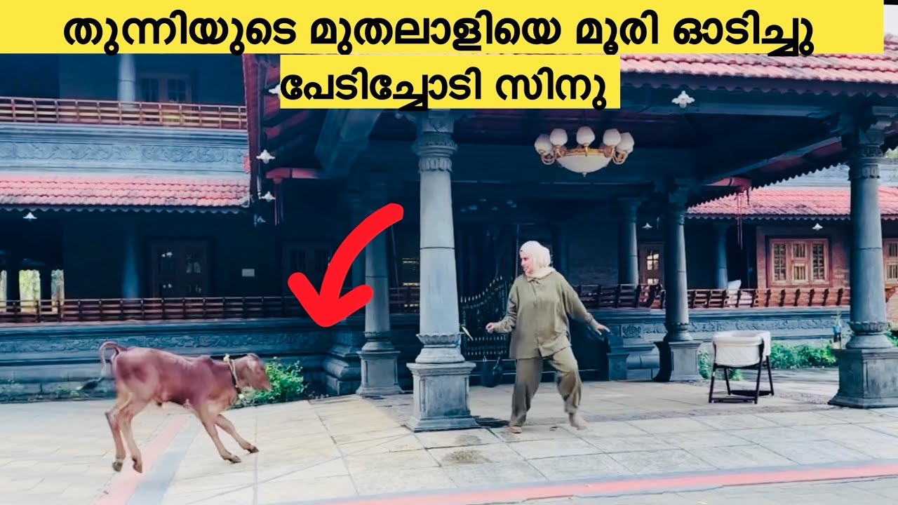തുന്നിയുടെ മുതലാളിയെ മൂരി ഓടിച്ചു പേടിച്ചോടി സിനു @noufalftkd2822 @ummayummonum2.032 