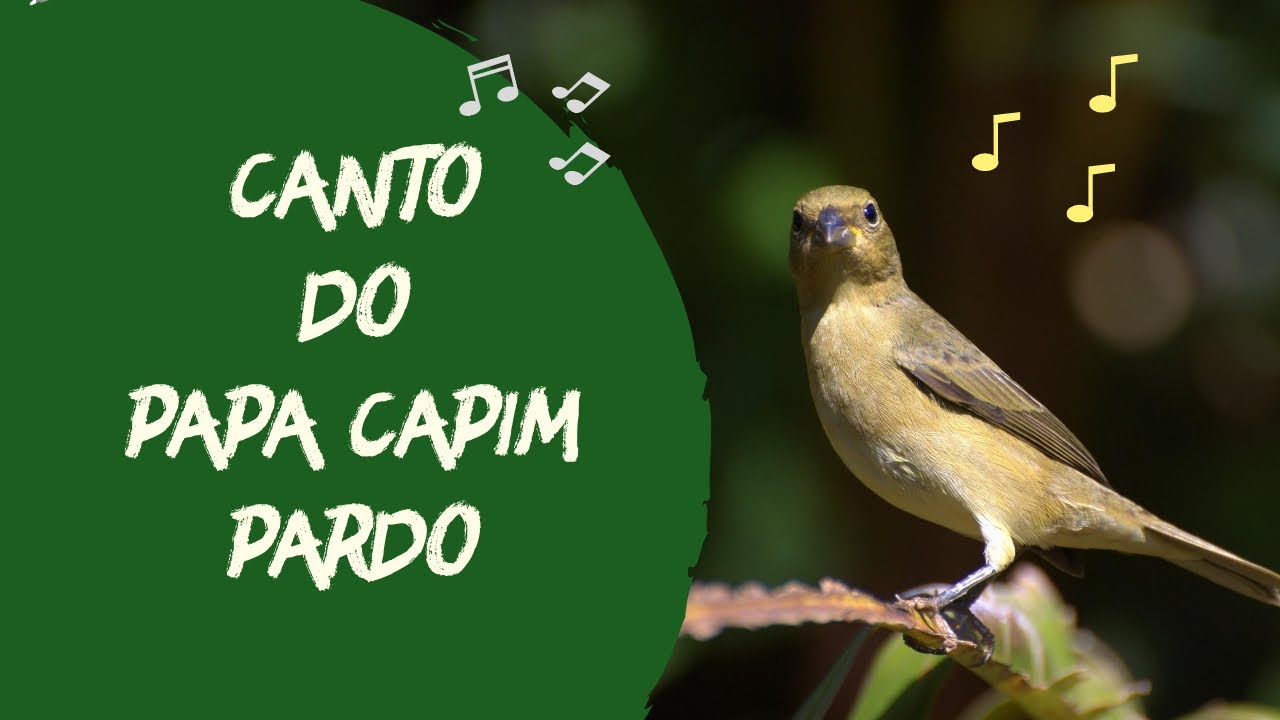 Canto do Papa Capim Pardo