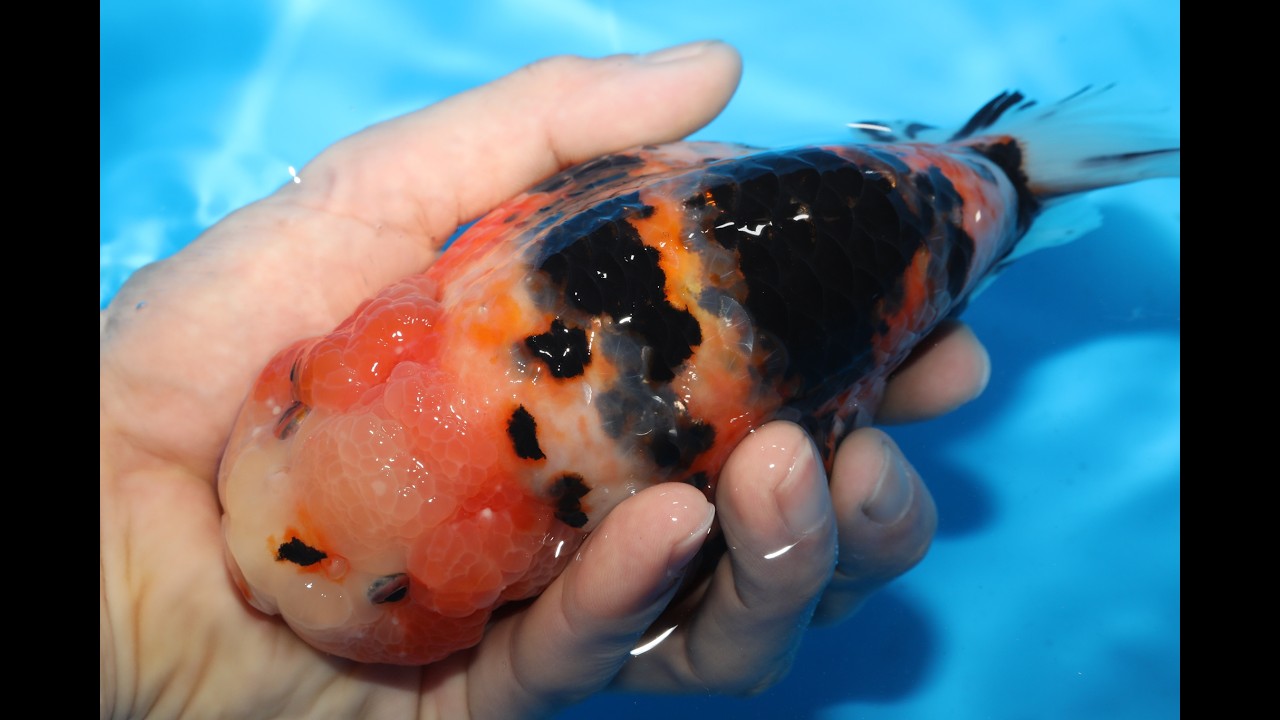 淡い桜色　江戸錦　16.5cm