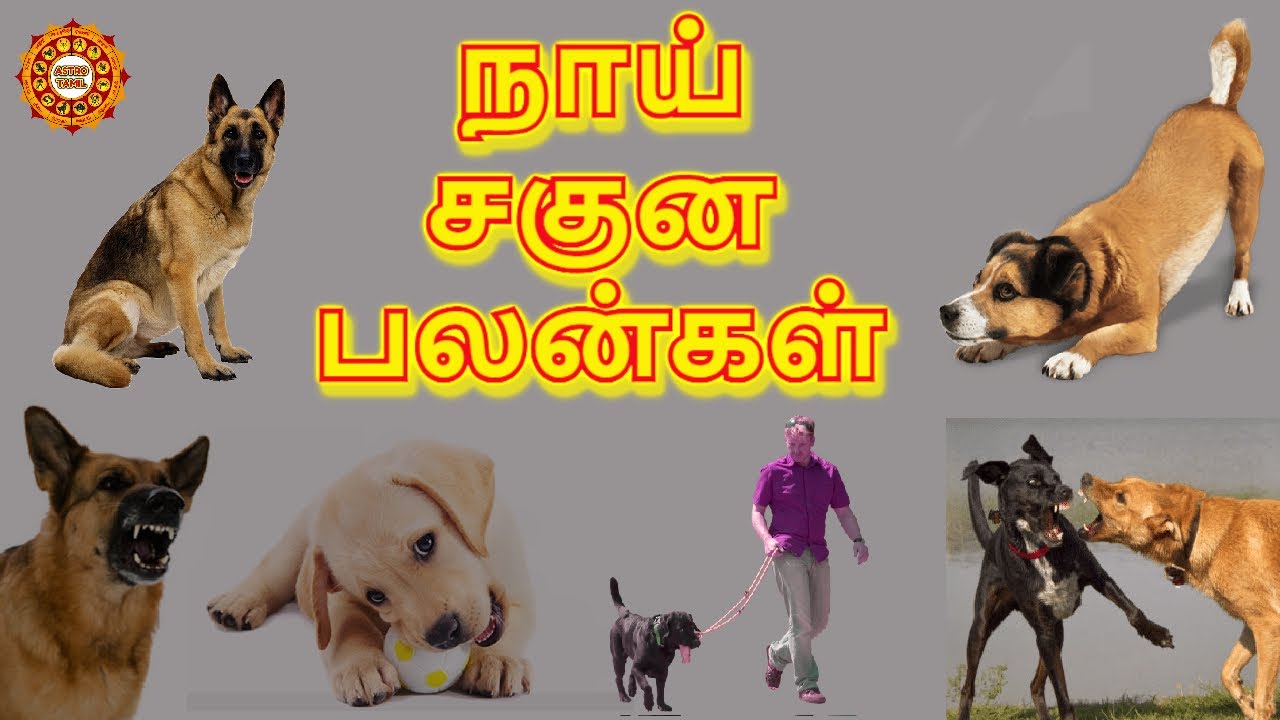 பைரவரின் வாகனமாகிய நாய் உணர்த்தும் சகுனங்கள் ?