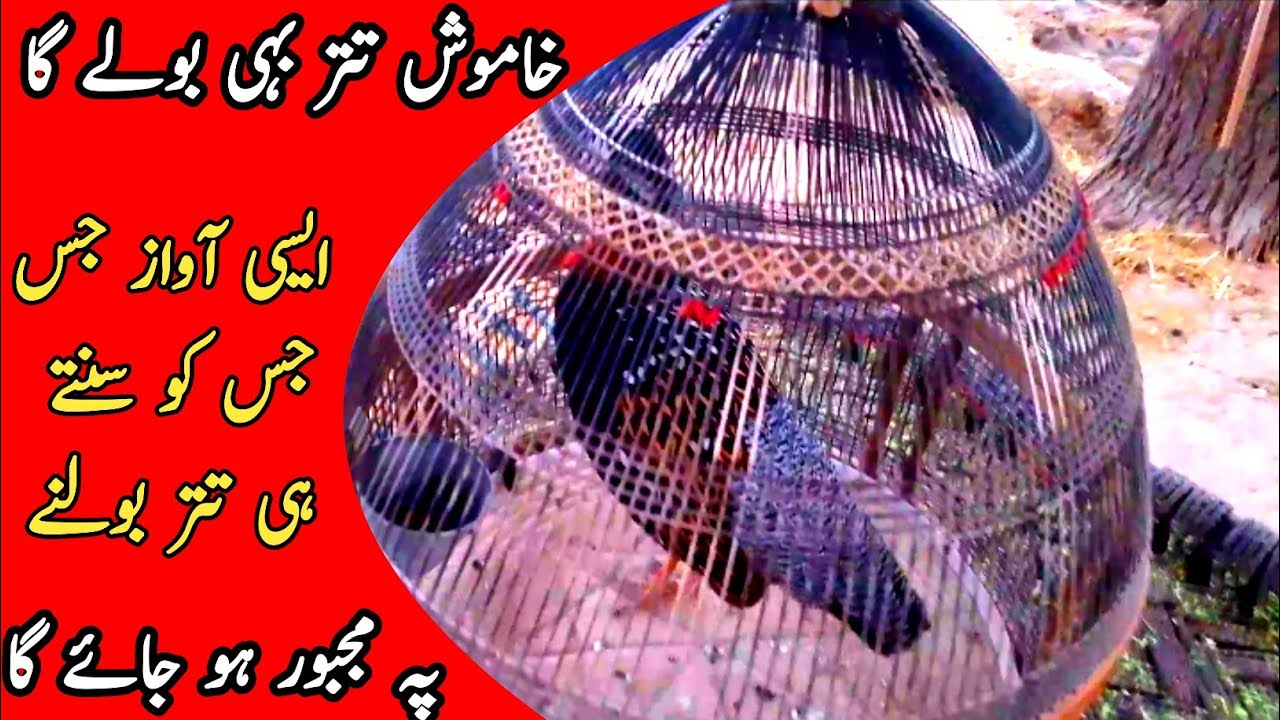Kala teetar ki awaz|khamosh teetar bhi boly ga|black teetar voice|partridge voice|