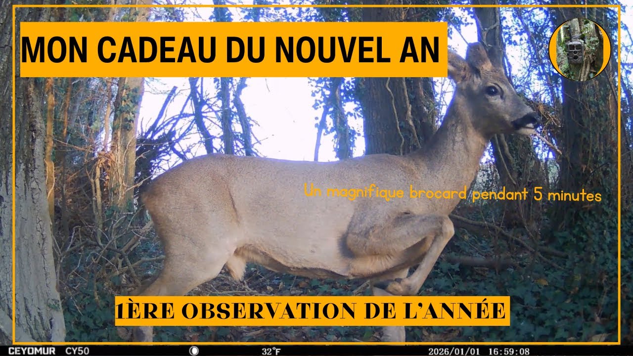 🎁Cadeau du 1er janvier : un magnifique brocard très expressif devant la camèra pendant 5 minutes!!!