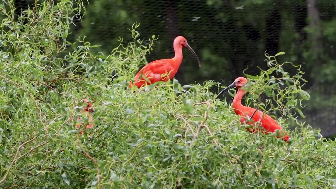 Learn about the Scarlet Ibis with Sylvan Heights Bird Park