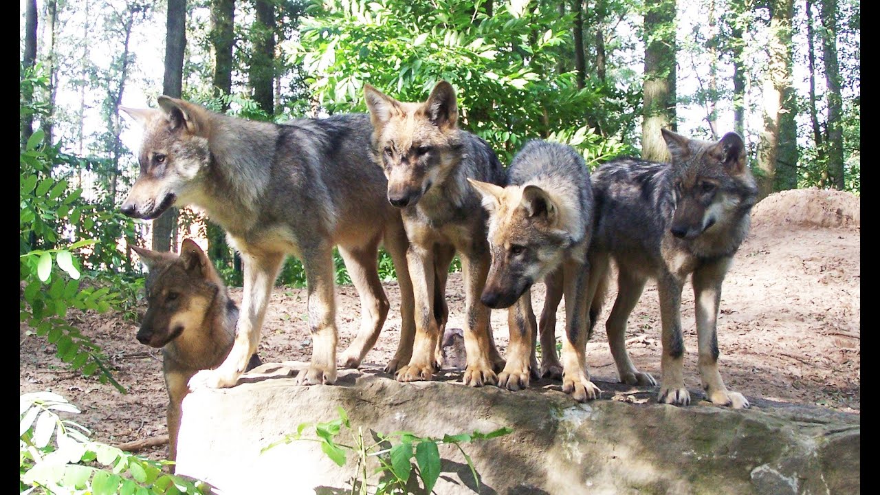 Wölfe FFH-Richtlinie Wolfsmonitoring freilebenden Wölfe - Wolfcenter Dörverden - by schuhplus