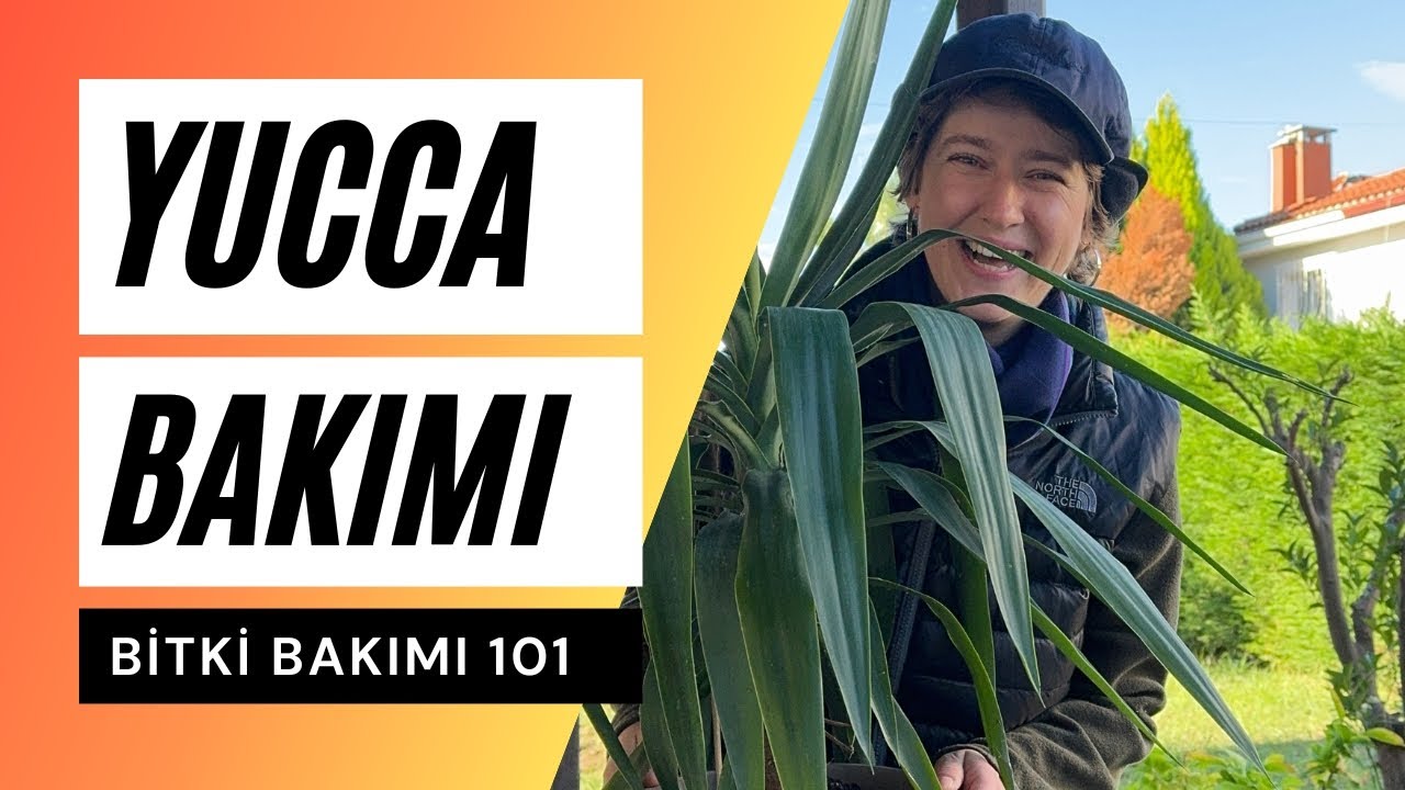 Yucca Bakımı Nasıl Olmalı? | Avize Çiçeği Bakımı 🪴