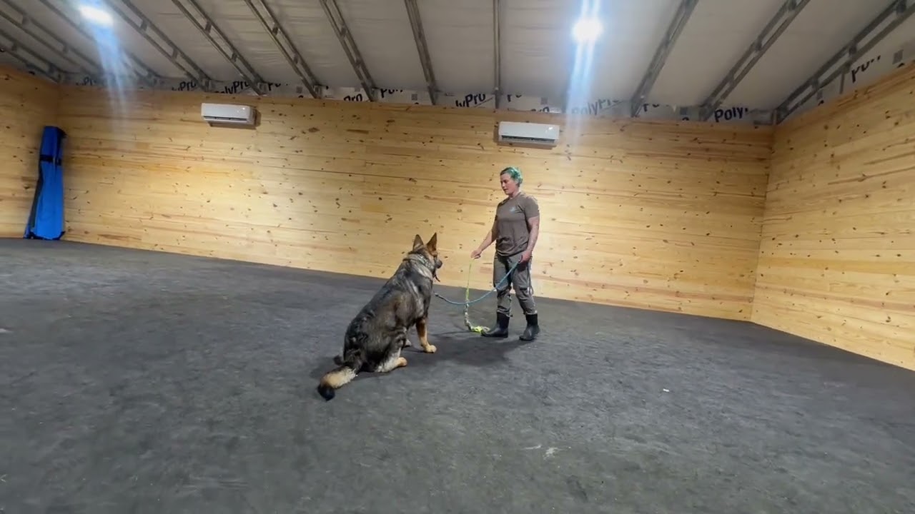 Max, play session and a look into a pushy dog