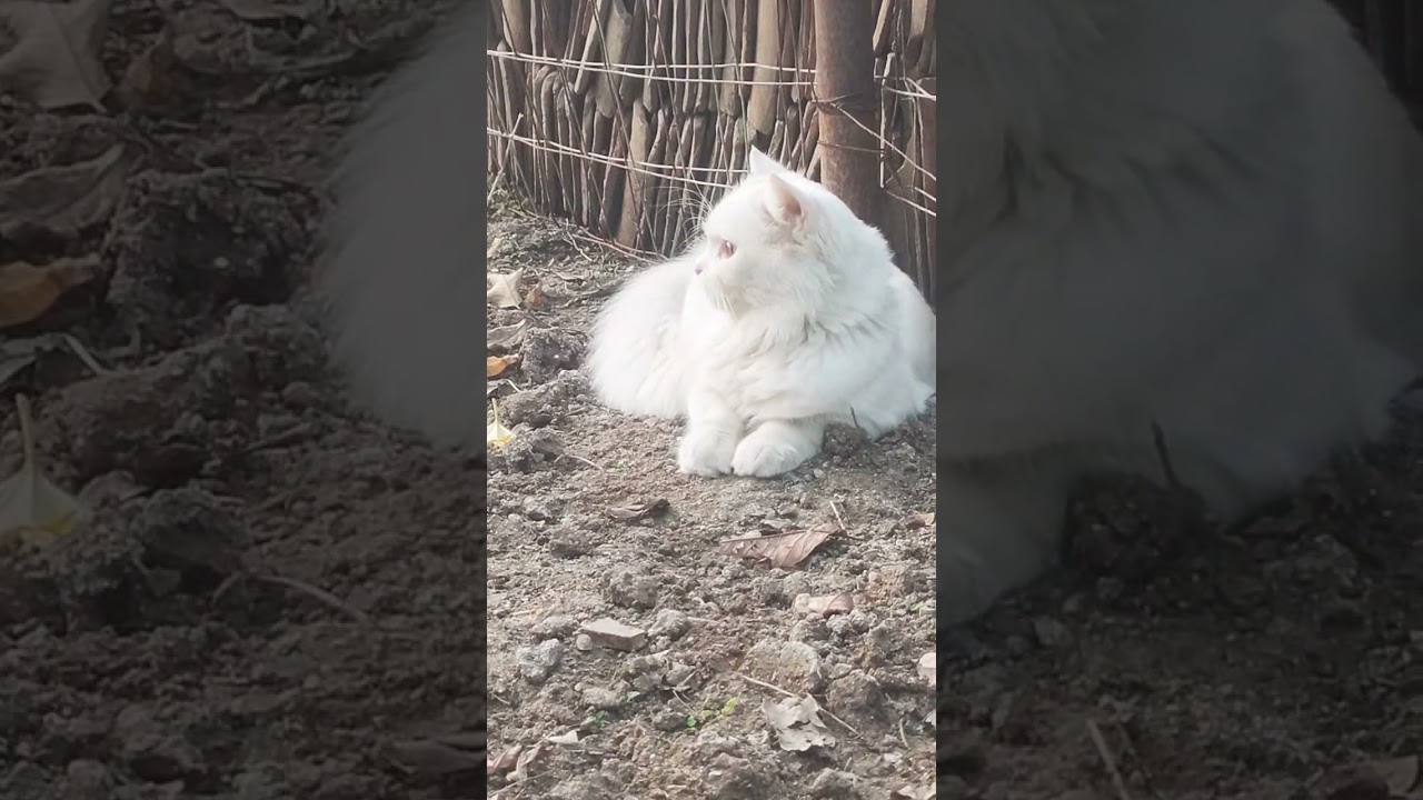 “Safed si pari, meri chhoti si duniya 🤍