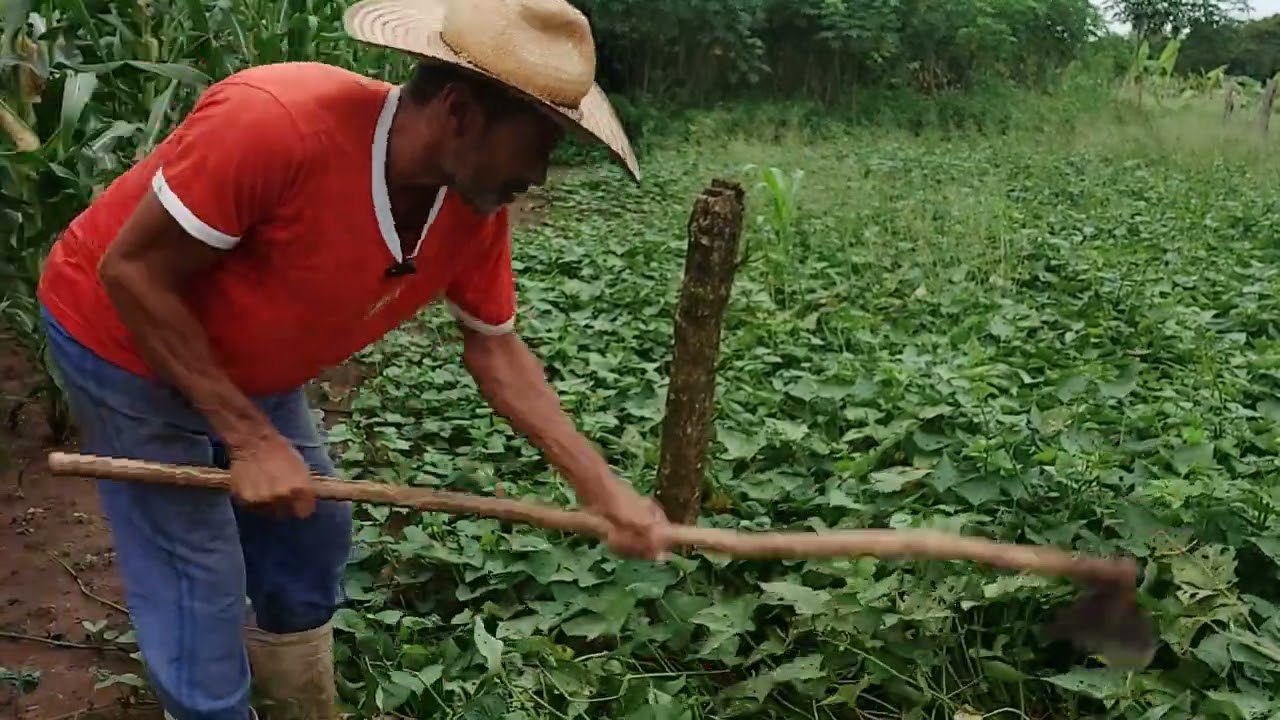 FAZENDO UMA PODA NAS RAMAS DE BATATA DOCE 🍠👨‍🌾OLHA COMO ESTÁ LINDA A PLANTAÇÃO  EP 74