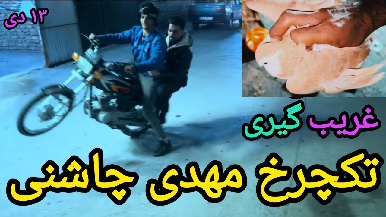 غریب گیری کبوتر ساده وحشی!اعزام نماینده اهواز به بهداری!تکچرخ مهدی چاشنی!عشق بازان ایران مشهد