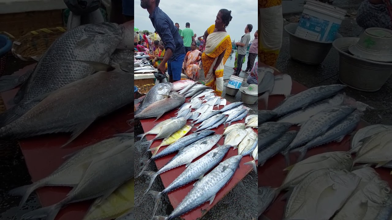 Busy Kasimedu Fish market, Chennai. Big Fishes. #fish #market #women #food #foodie #viralshorts