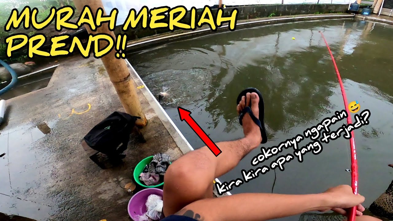 MODAL 4000 !! bisa buat nguras empang liat endingnya