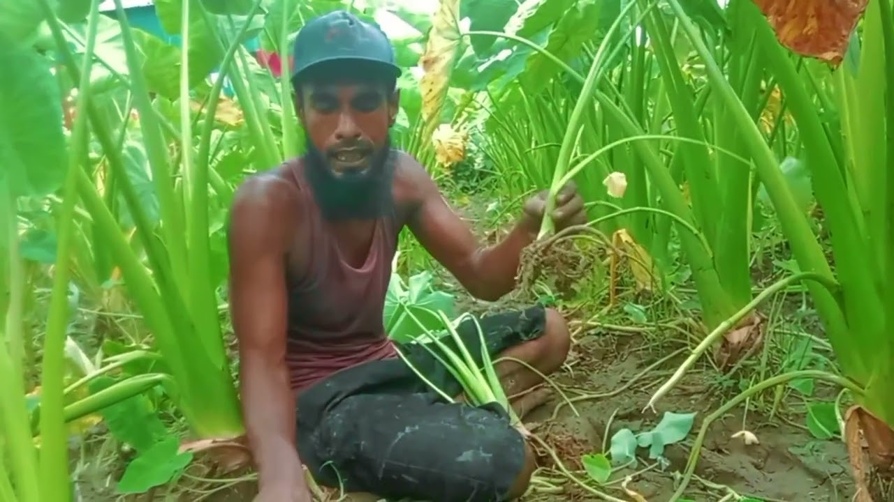 বাংলার কলিজার ভাইয়েরা আপনারা এই ভিডিও দেখলে বুঝতে পারবেন কোন জাতের চারা সংগ্রহ করলে ভালো হবে
