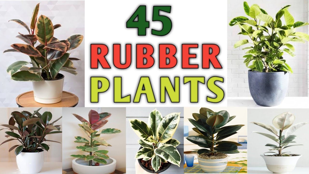 45 Ficus, Rubber Plant Varieties with Names | Plant and Planting