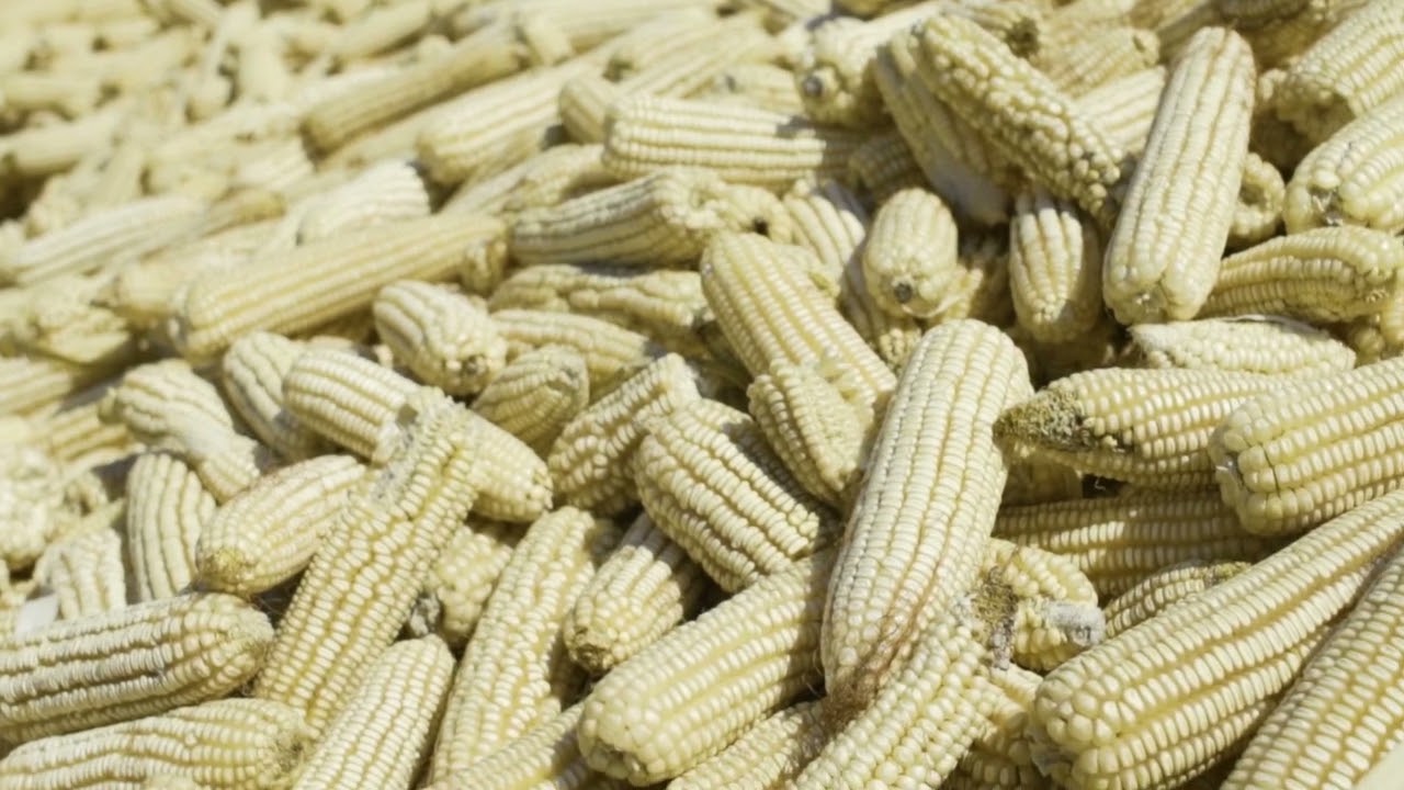 Namib Mills - Maize Production