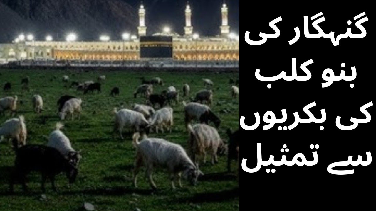 بنو کلب کی بکریوں کی تعداد کے برابر اللّٰہ معاف فرما دیتا ہے لوگوں کو