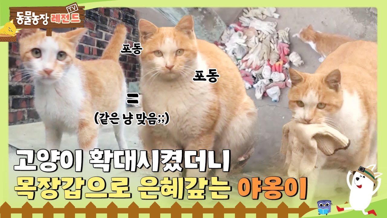 [TV 동물농장 레전드/SUB] 😸고양이 확대시켰더니 목장갑으로 은혜 갚는 야옹이 😸 #TV동물농장 #AnimalFarm #SBSstory