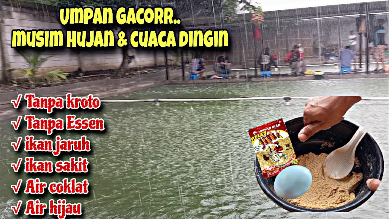 UMPAN JITU AMPUH MUSIM HUJAN‼️Tanpa Essen tanpa kroto untuk mancing ikan mas harian dan kilogebrus