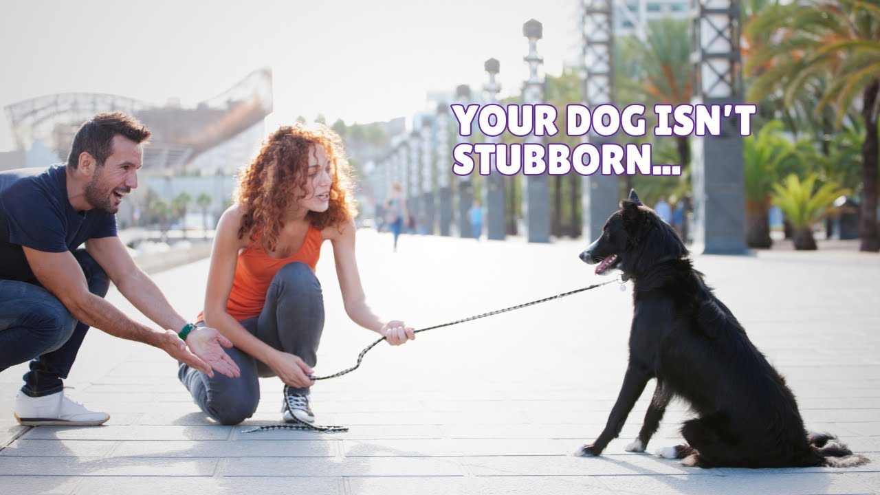 Train Your Dog Without Force in 3 Steps (Science-Backed Method)