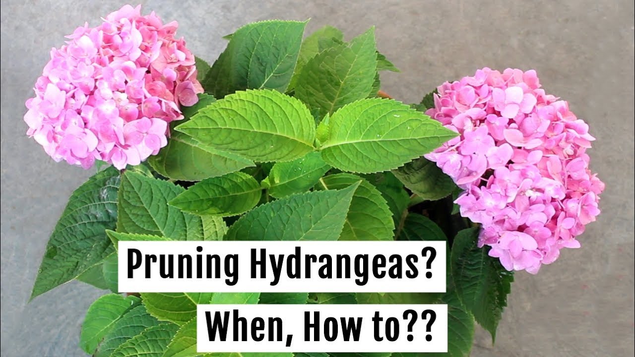 To Prune or Not to Prune? My Secrets to Make Hydrangeas Bushy