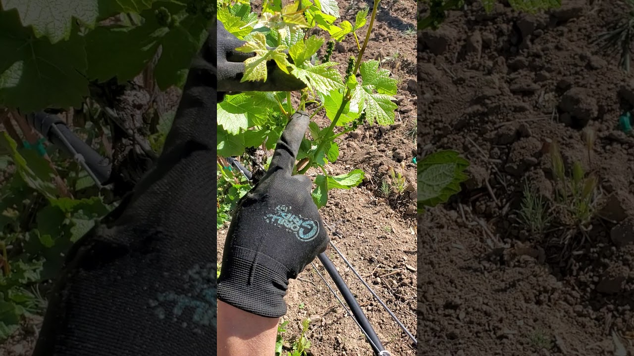 How to Sucker a grape vine - Cordon spur pruned (Desert Farming Initiative)