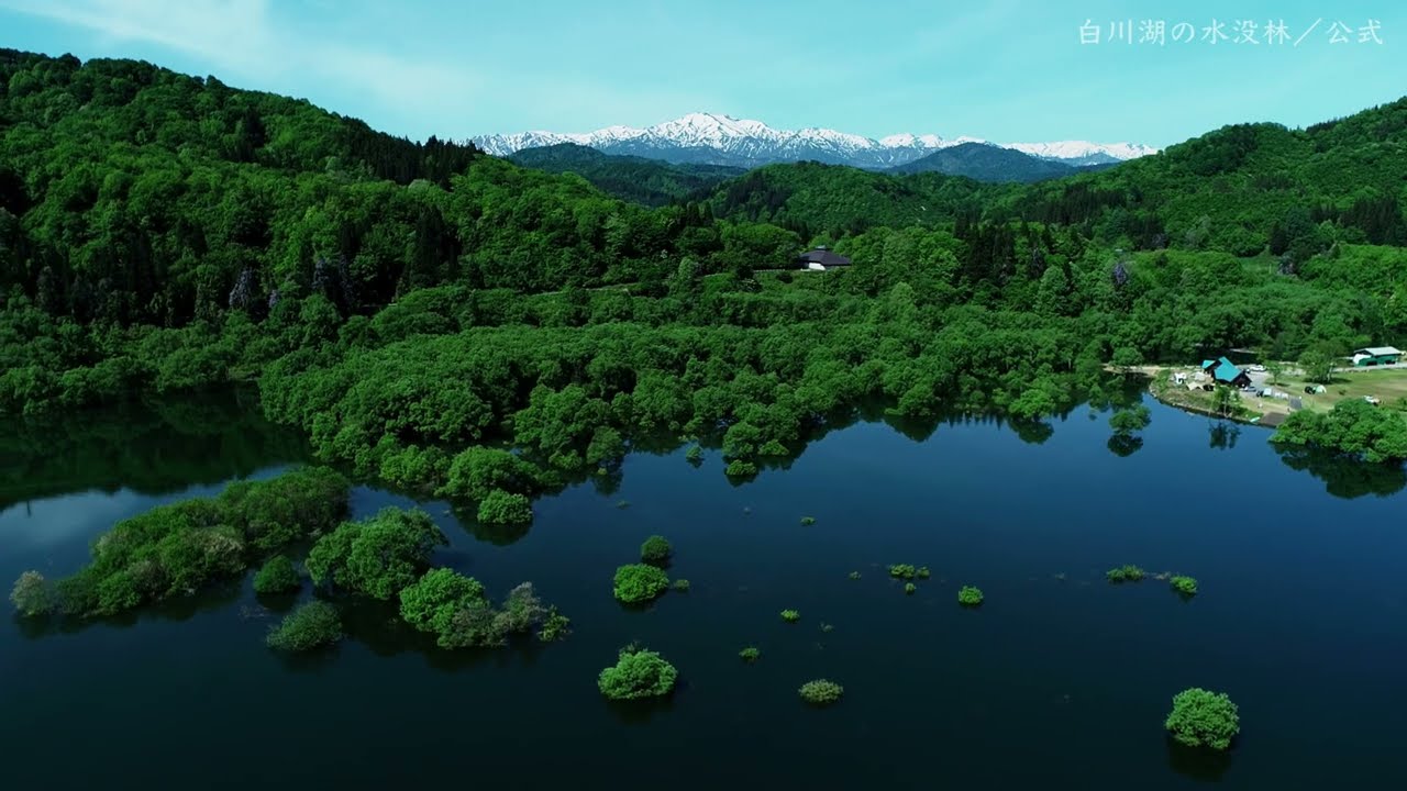 【公式】白川湖の水没林｜山形県飯豊町