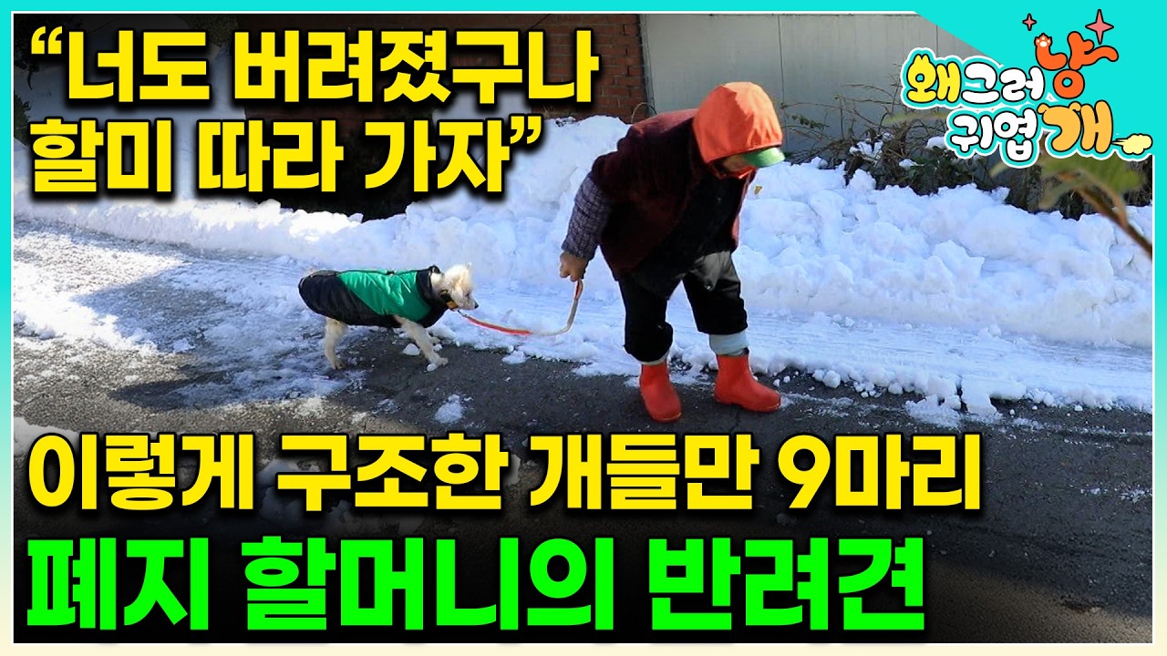 폐지 할머니의 행동으로 모두가 눈물바다가 됐다. 가족 모두를 잃고 혼자 사는 81세 할머니의 빛이 되어준 9마리의 반려견들을 위해 설쌤이 나섰다 #왜그러냥귀엽개