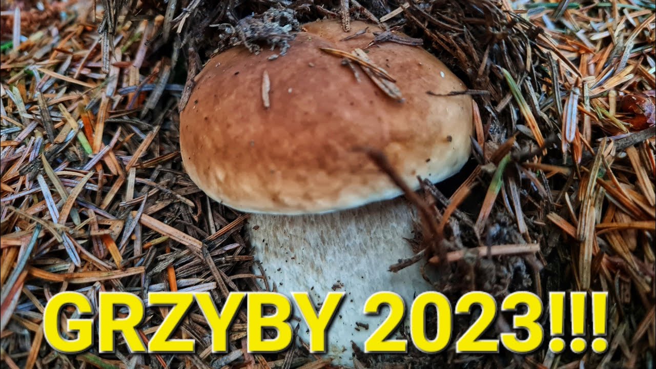 GRZYBY 2023!!!  PRAWDZIWKI (BOROWIKI) I INNE GRZYBY.