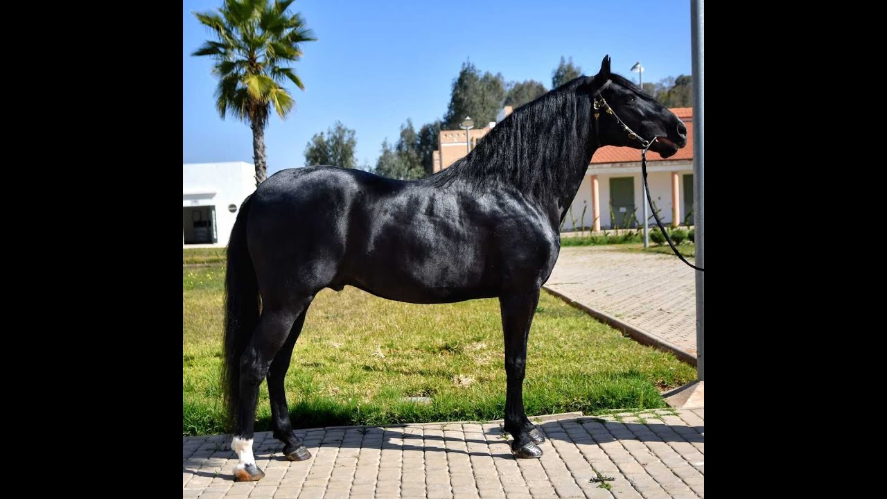 Cheval du Maroc - Haras Adham