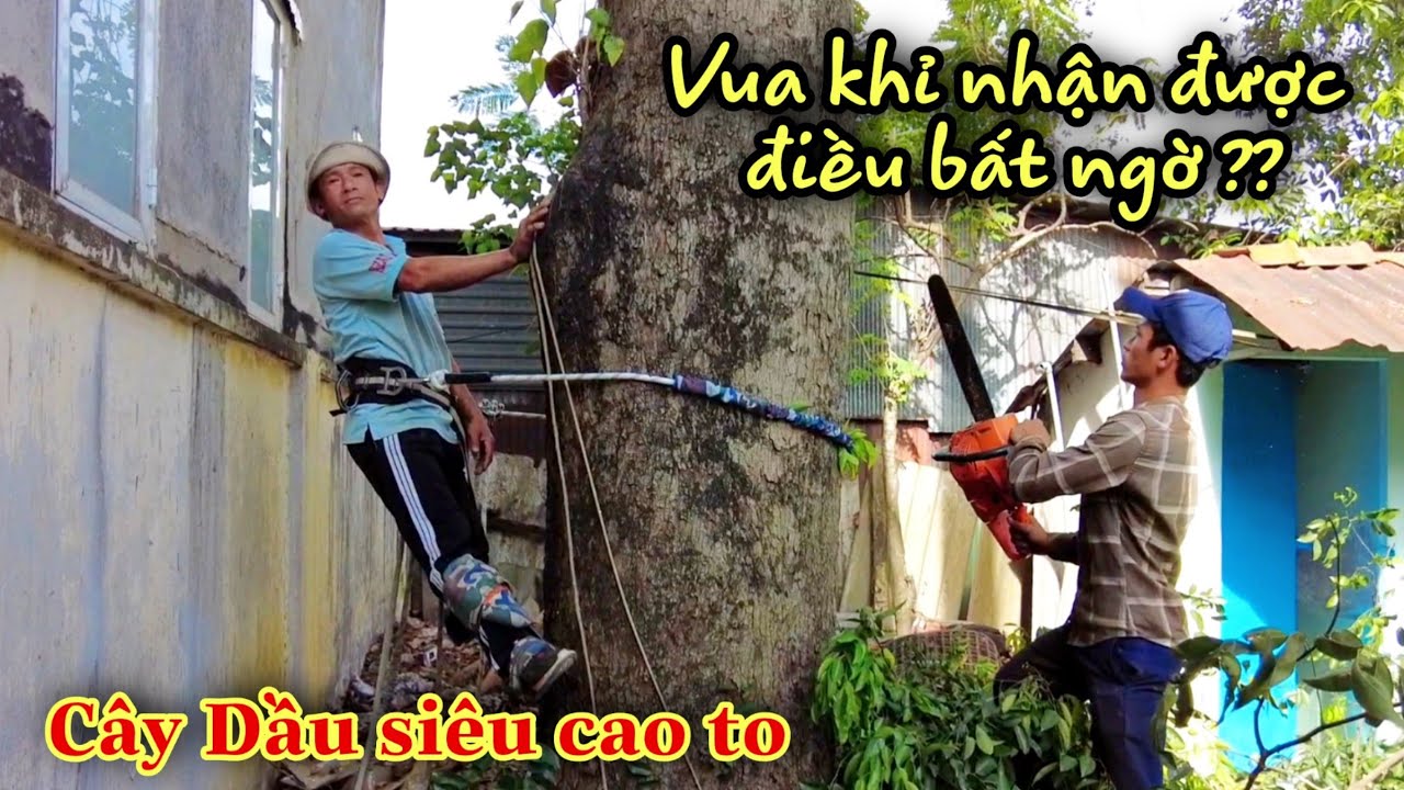 Siêu thử thách! Thầy Trò Vua Khỉ Xử Lý Cây Dầu Ở Vị Trí Siêu Khó Sai Một Li Là Đi Tường Nhà