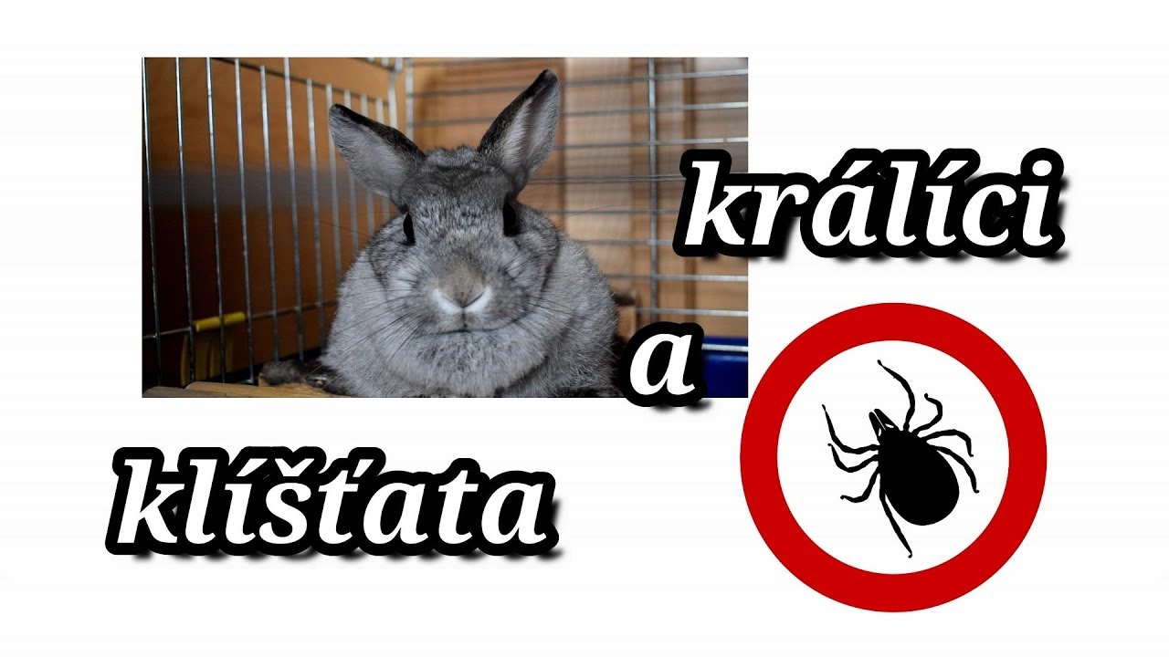 Králíci a klíšťata