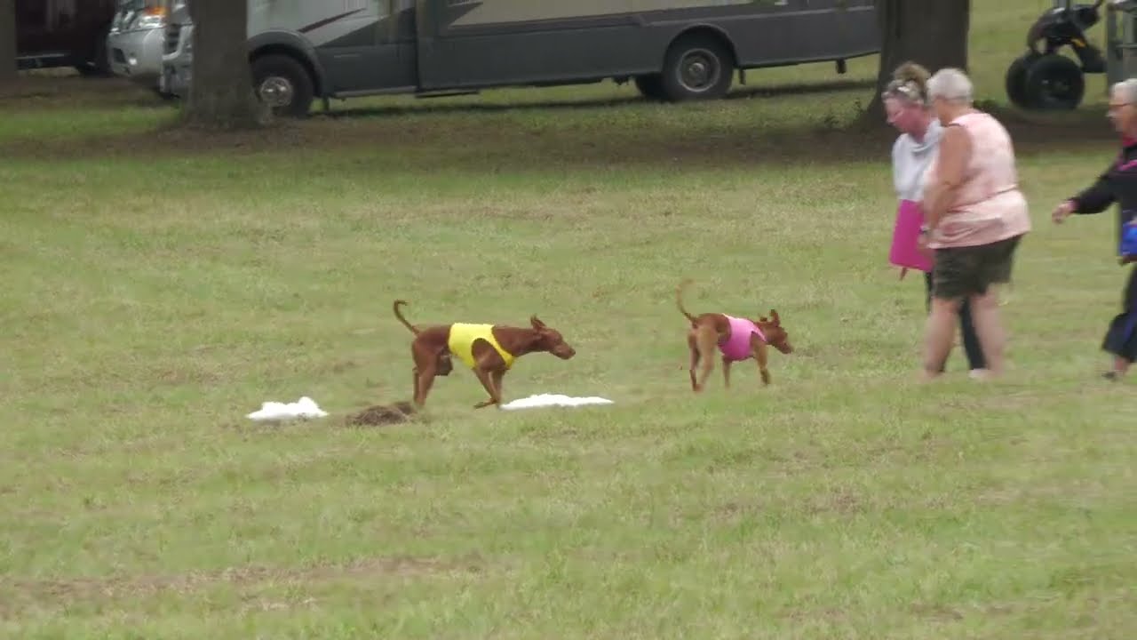 2022 AKC NLCC Breed Finalist Course - Cirneco dell'Etna