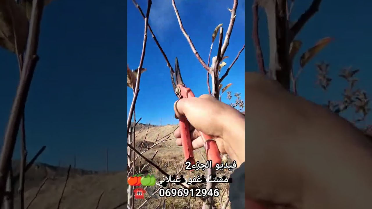 تقليم أشجار التفاح عمر 5 سنوات على الشكل الكأسي فيديو 2 