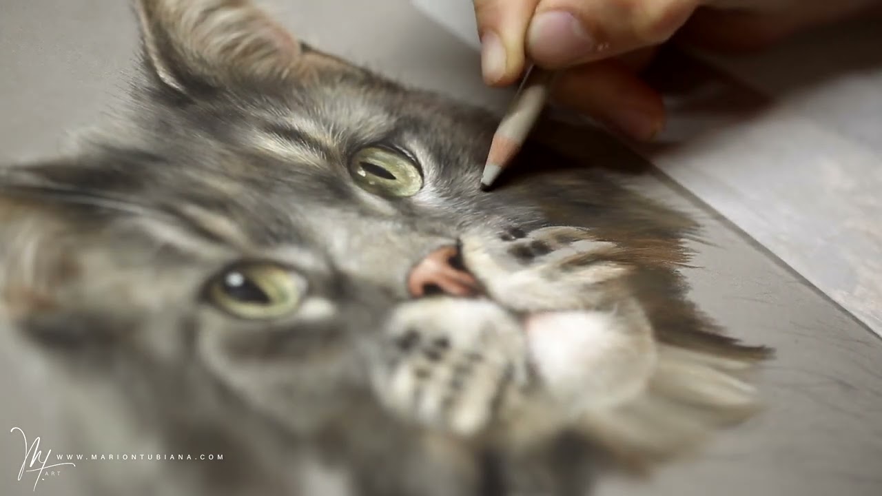 Main Coon aux pastels par Marion TUBIANA