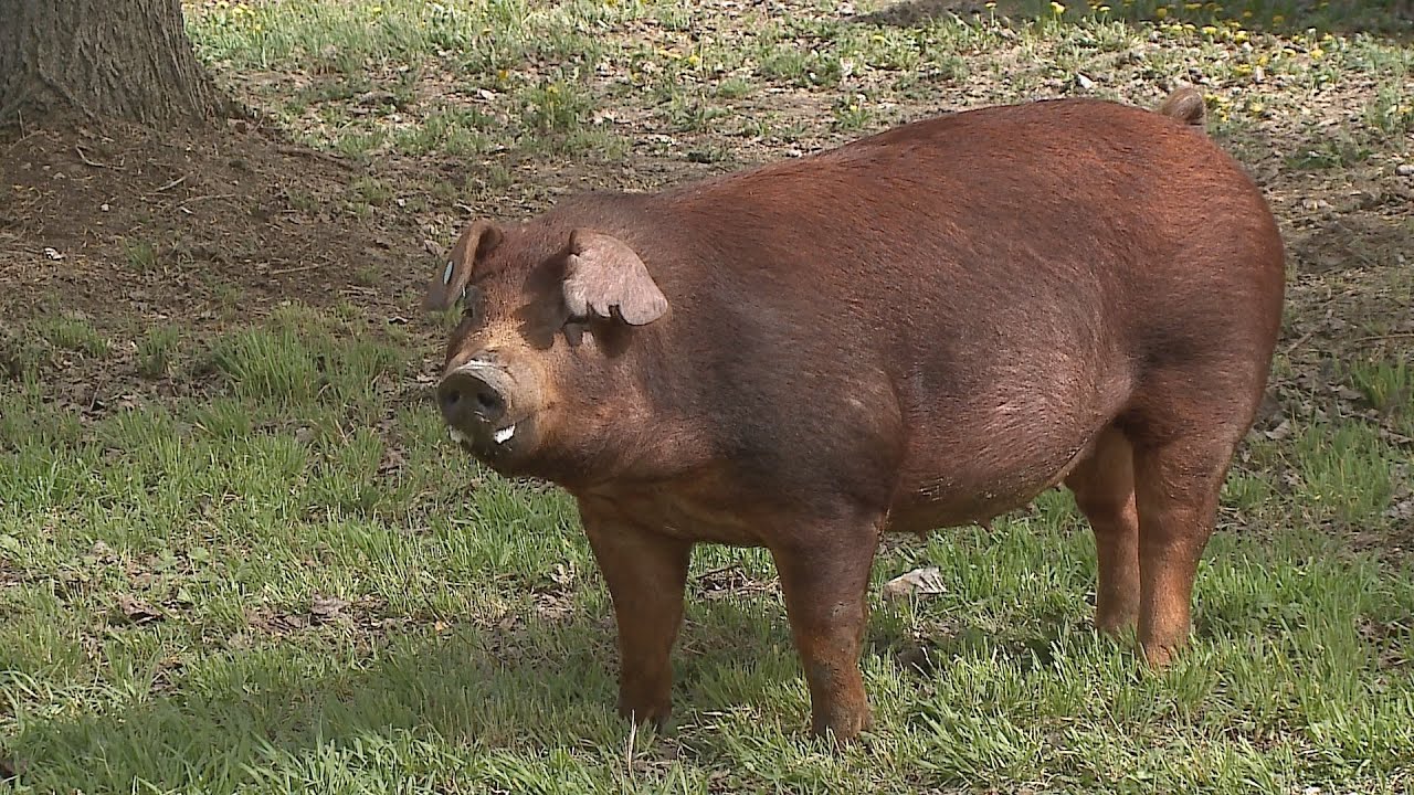 Duroc tenyésztési program