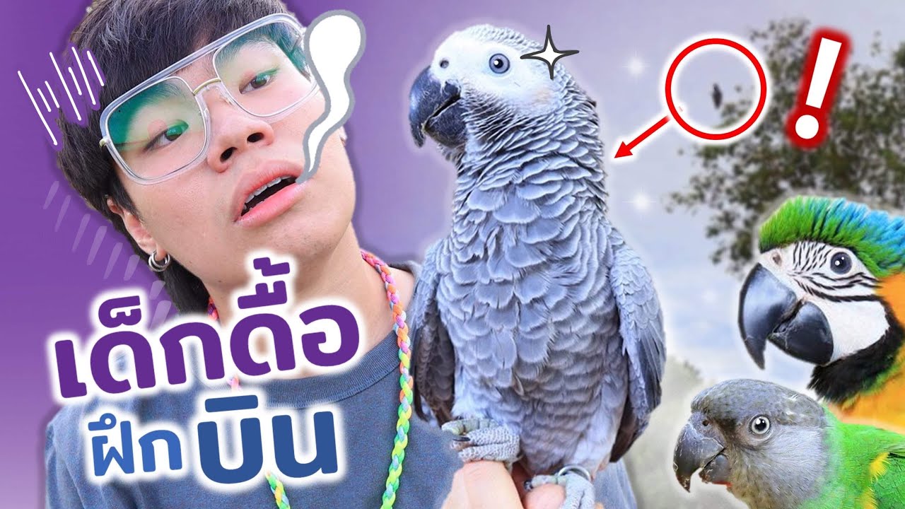 ฝึกเด็กดื้อ....บินอิสระ!! 