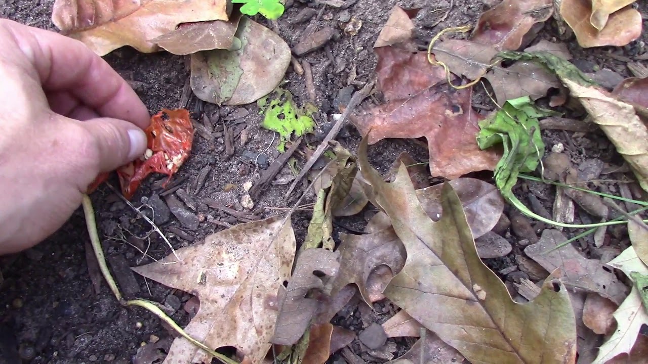 SHTF Apocalypse Garden: Eat Your Vegetables