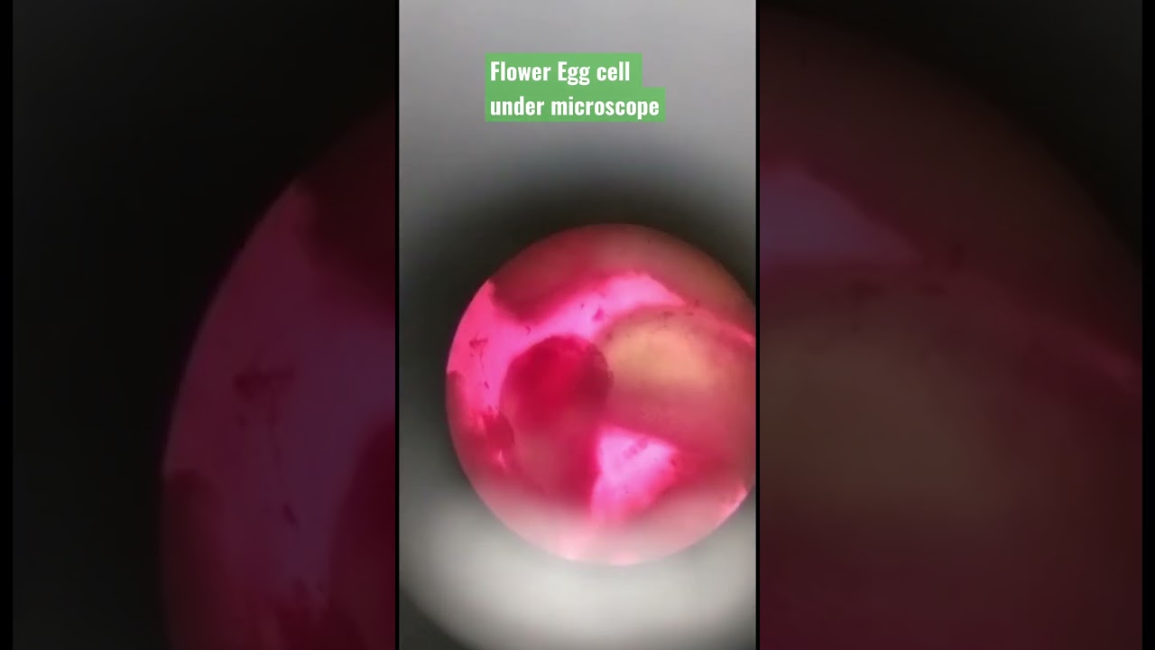 egg cell (Ovule) under microscope