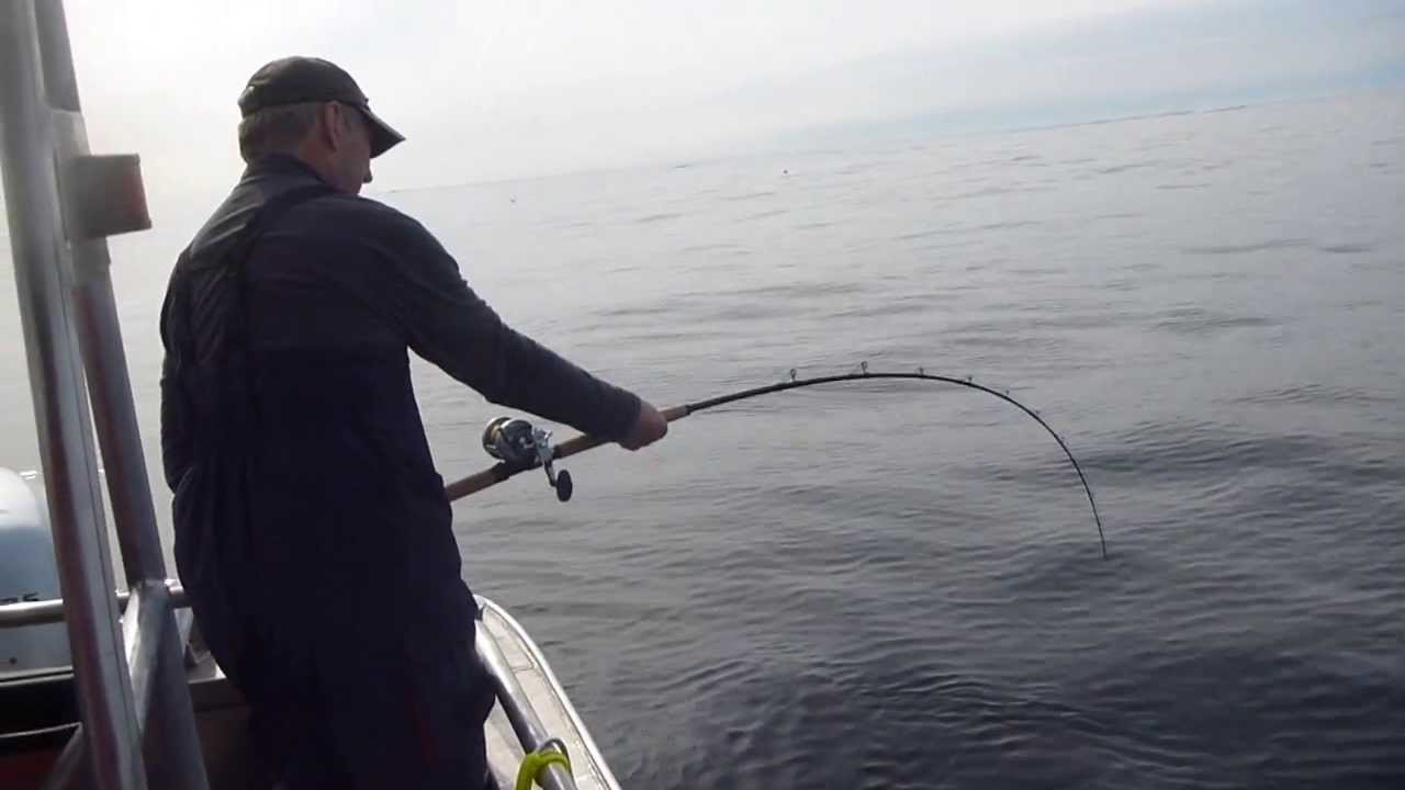 Hälleflundra 175 cm C&R, Nappstraumen, Lofoten Nordic Sea Angling