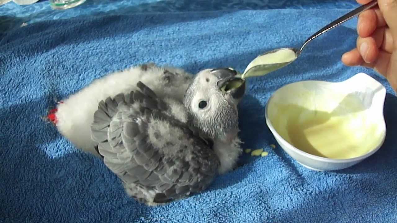 African grey baby Hand feeding 8 weeks old, Bébé gris du gabon, ヨウムの赤ちゃん 8週目