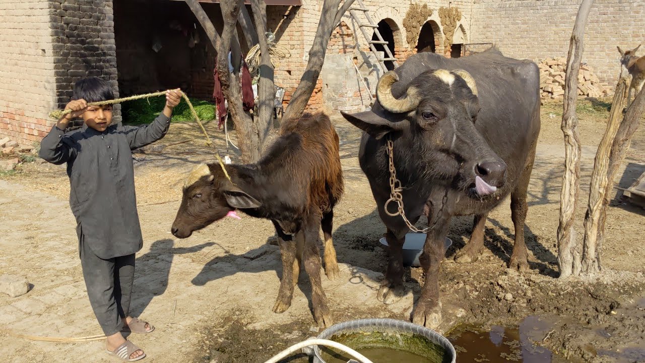 Buffalo calf | buffalo calf Care | village vlog.