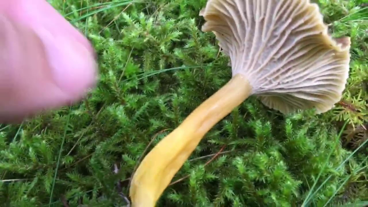 Traktkantarell in Norway | Mushrooms or Sopp| #Chantarell | Norge
