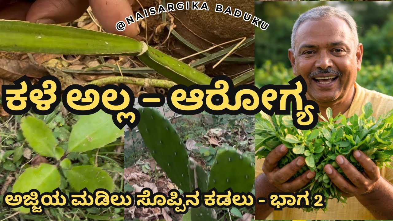 ಕಳೆ ಎಂದು ಕಿತ್ತುಹಾಕುವ ಸೊಪ್ಪುಗಳೇ ಆರೋಗ್ಯದ ಖಜಾನೆ | Edible Plants |ಅಜ್ಜಿಯ ಮಡಿಲು ಸೊಪ್ಪಿನ ಕಡಲು - ಭಾಗ 2