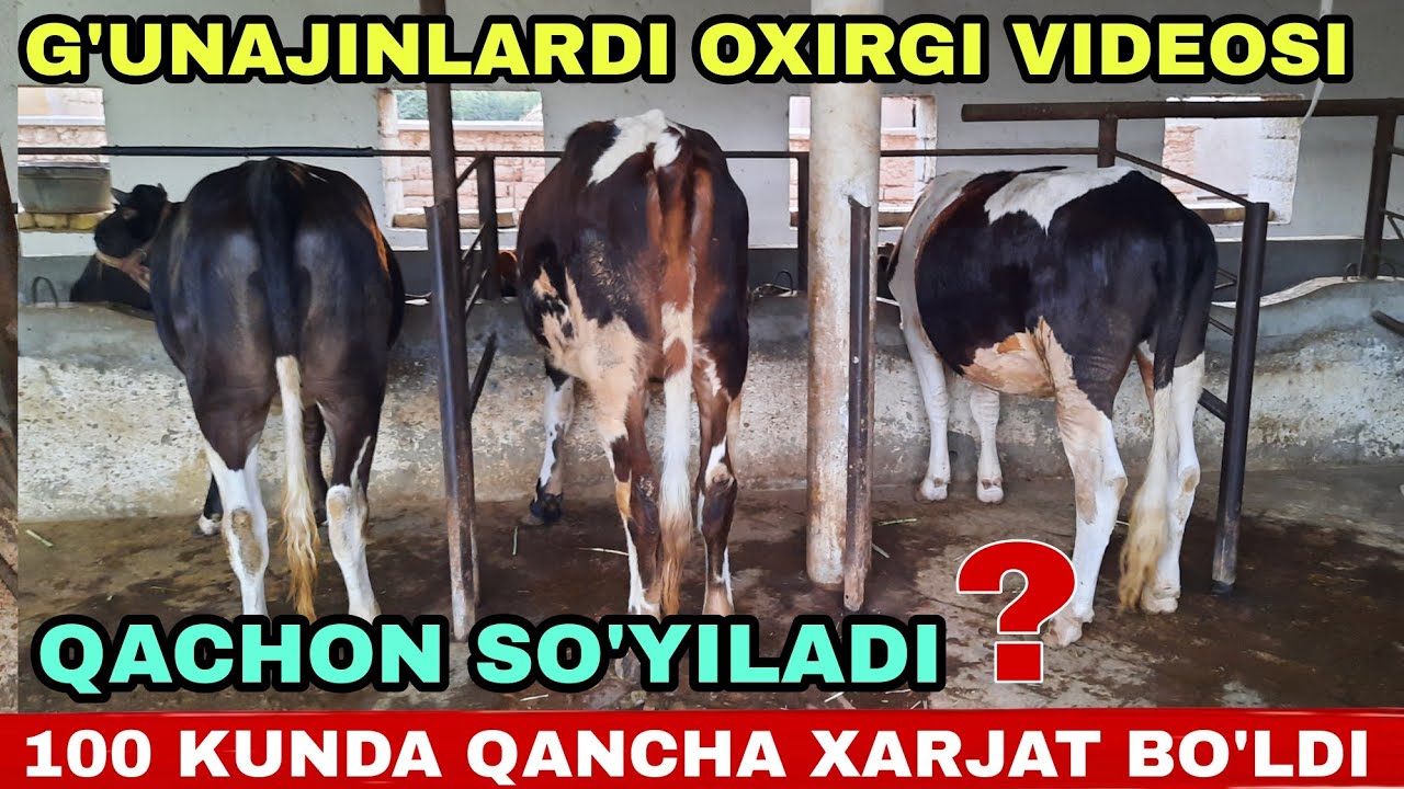 O'ZIMNI G'UNAJINLARIM 100 KUNDA  QANCHA YEM YEDI QANCHA FOYDA QOLADI ENDI?