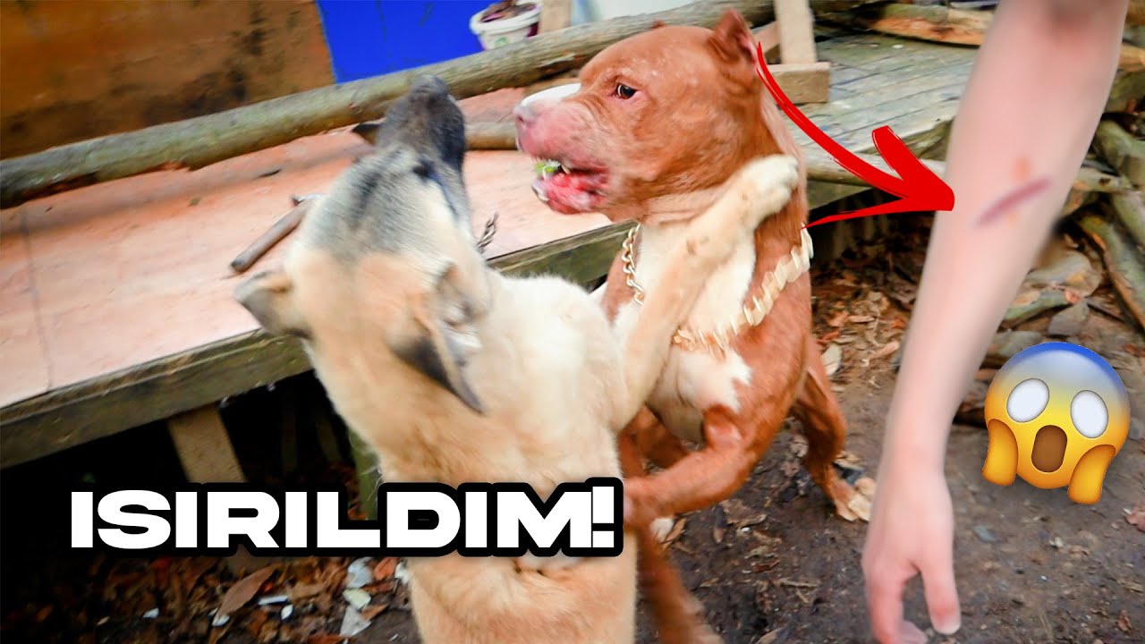 BOYKA REINA'YA SALDIRDI!  (kangal kolumu ısırdı)
