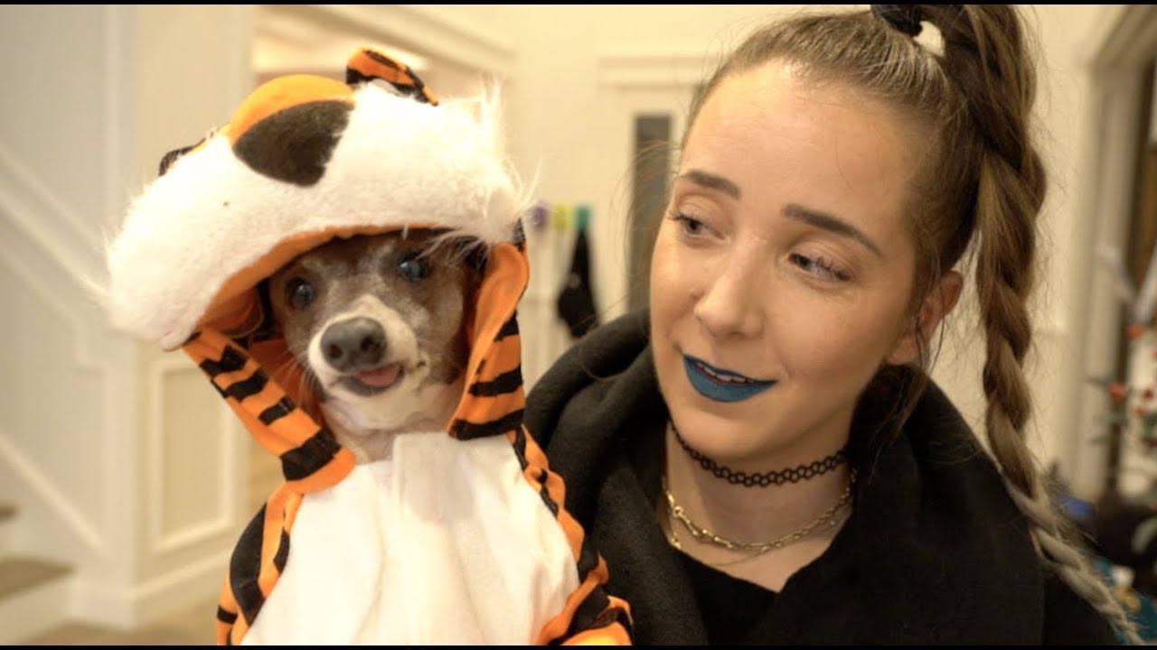 My Dogs Try On Halloween Costumes 2