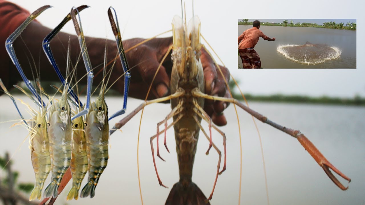 Shrimp Fish Catching by Cast Net | Best  Prawn Fishing | Big Shrimp Fish