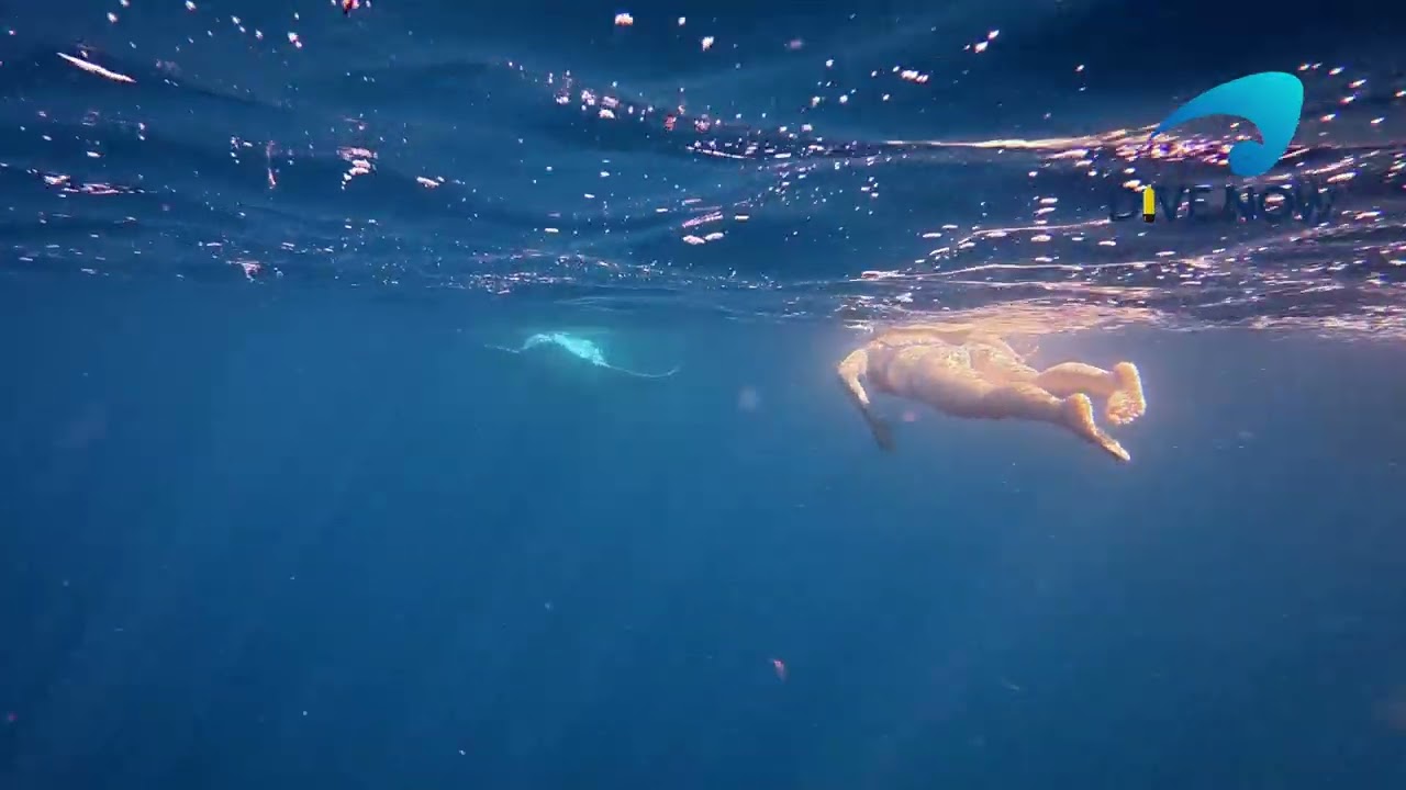 Snorkeling with a manta ray at the Poor Knights Islands