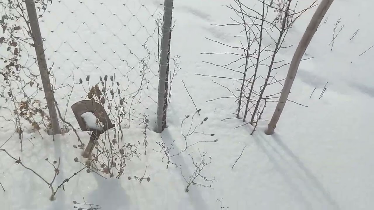 Заношу снег в теплицу,зимние радости в огороде,пермакультура в Казахстане 