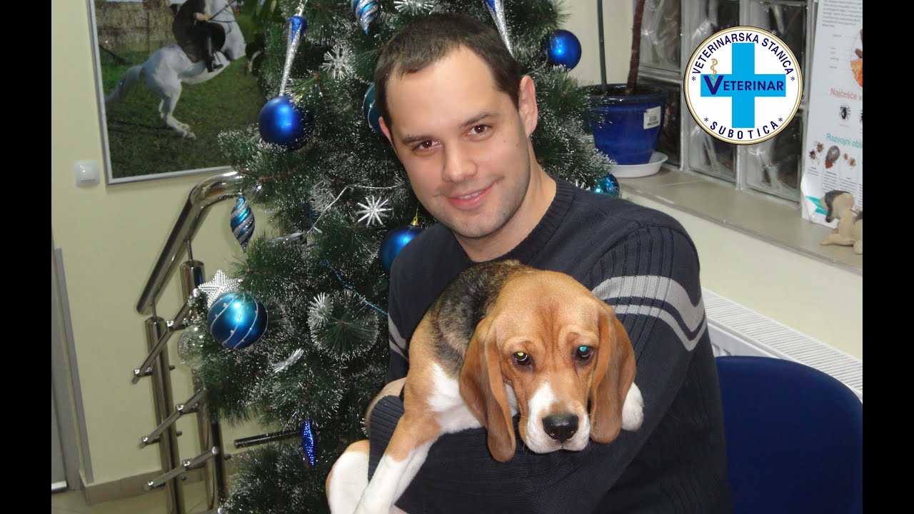 BIGL - četvrta najpopularnija rasa pasa u svetu - Mario Tikvicki, veterinar, RTV City